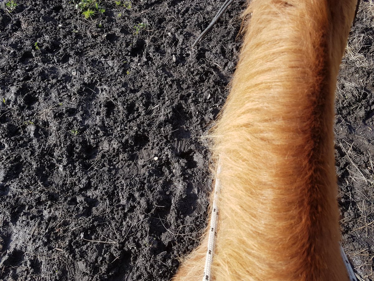 BecCasey1's tweet photo. They say there is 💵💵 in mud right?
No point putting the bike through 😕
#whereworkmeetsplay
#ausdairy https://t.co/0zYLkLYaYE