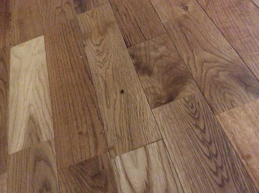 Pooble_'s tweet image. Nvm boys, we got the crafty bastard #SAS #TargetEliminated #GamerShot