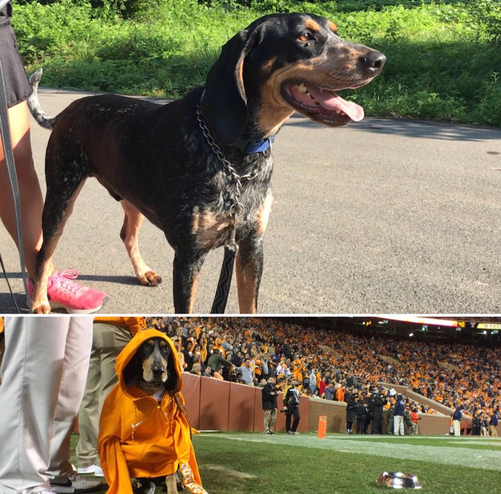 I MET SMOKEY’S BROTHER TODAY!
(Mom, kid &amp; dog walk by)
ME: Is that a purebred Bluetic Hound?
MOM: Sure is.
ME: Let me guess his name is Smokey?
MOM: Well, ACTUALLY.
ME: (anxious like kid at ice cream truck) ACTUALLY WHAT?
MOM: His dad is Smokey’s dad.
BROTHERS #Vols <a href="/UTSmokey_00/">Smokey</a>