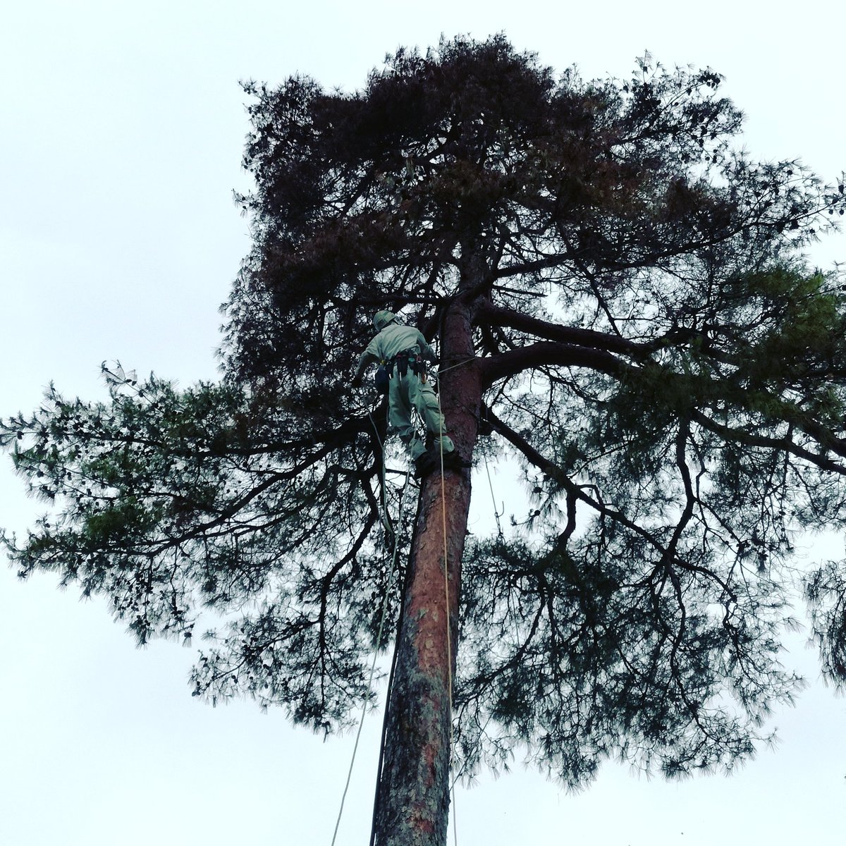 juraisin_japan's tweet image. 樹木に設置した避雷設備、メンテナンスが必要になって登っています。 #lightningprotectionsystem #避雷設備 #受雷針の光産業