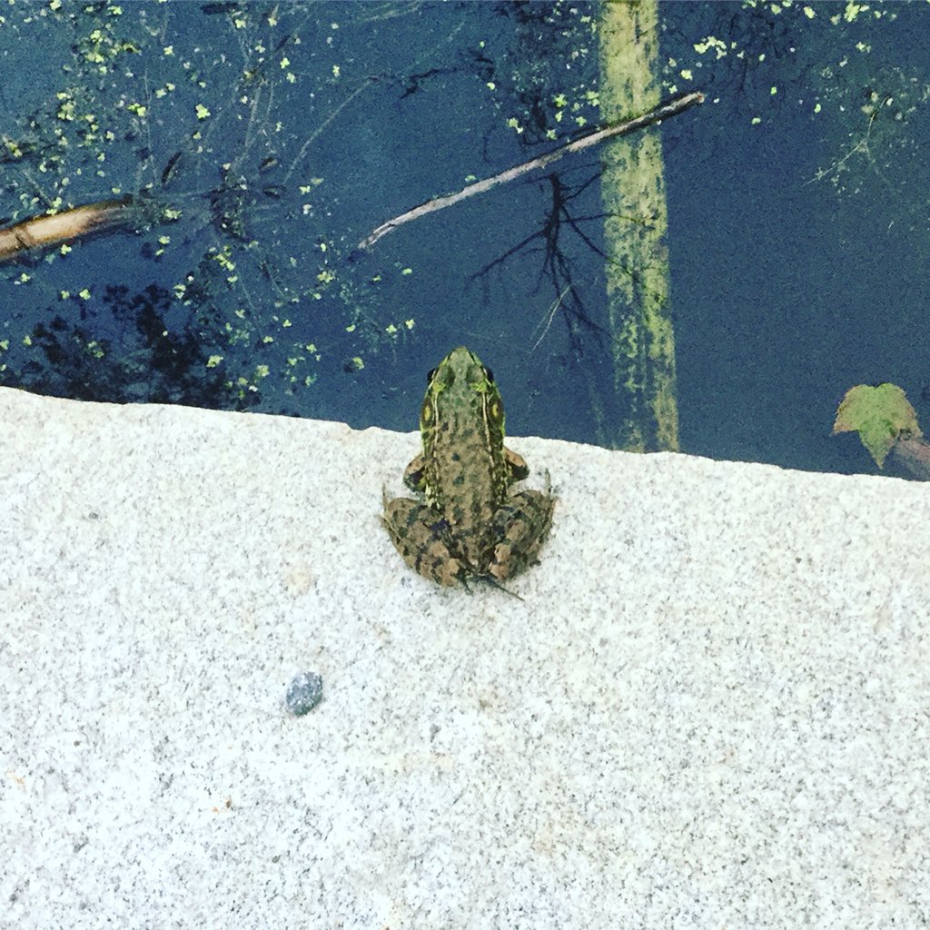 Made a froggy friend tonight. #naturalnewengland