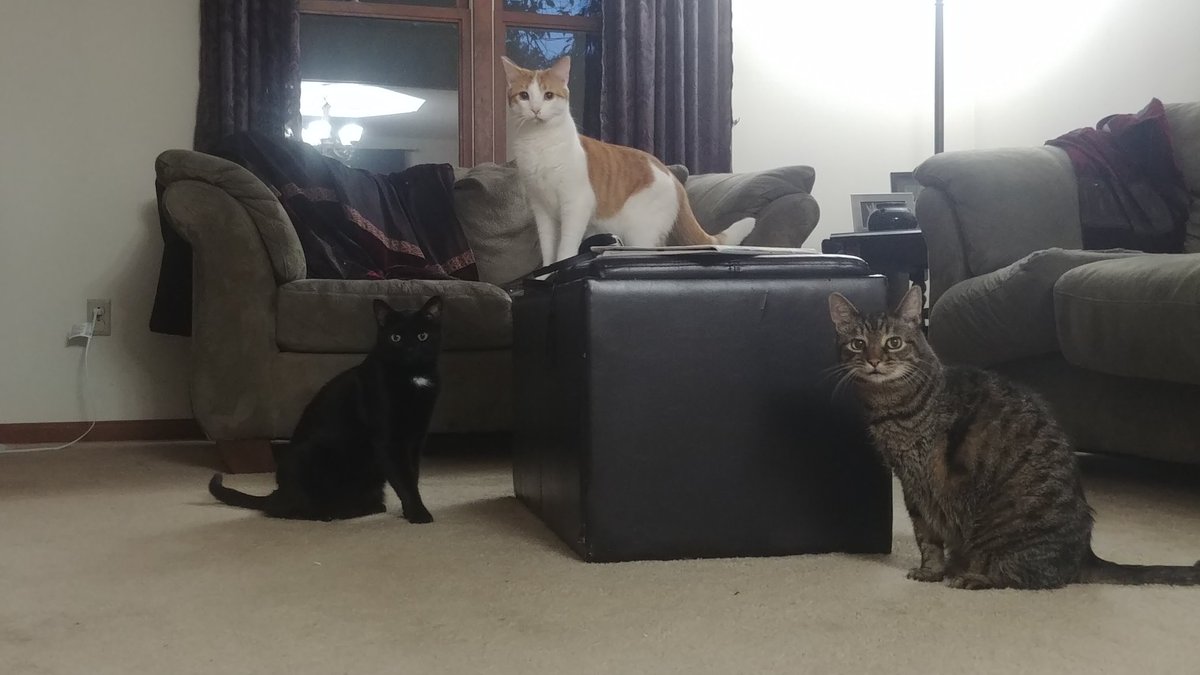 AdamZO14's tweet photo. Gatos https://t.co/6C2TPdbp6z