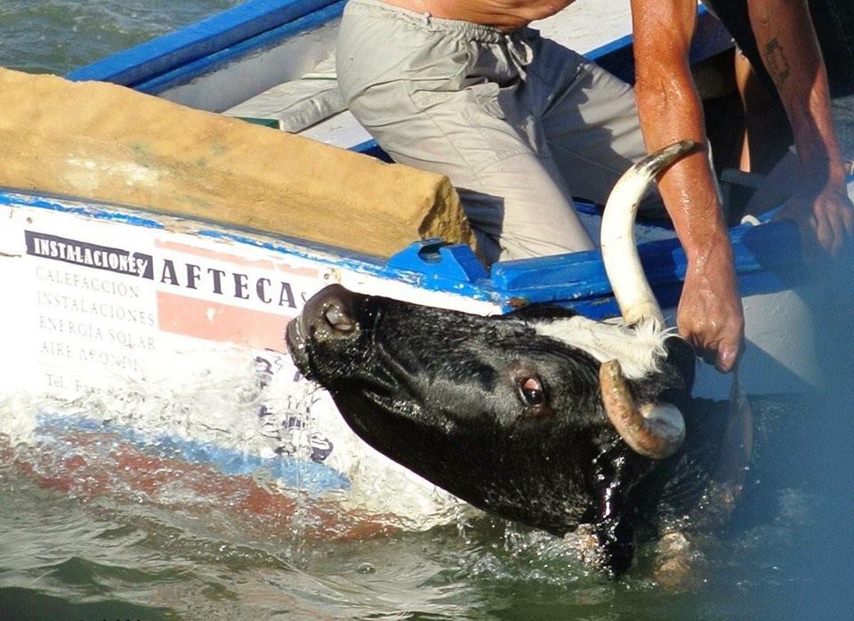 blahica2's tweet photo. @spain @SpainUN Drowning bulls for fun and to celebrate stick saints is a legal murder supported by the Catholic Church. Shame on you!! @Pontifex Honor your name, pronounce against this barbarism https://t.co/0C8u27TDn0
