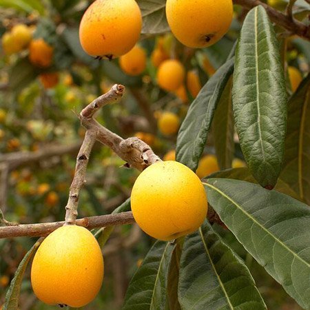 NotBotHA's tweet image. Evaluation of Six Methods for Extraction of Total RNA from #Loquat not-bot-horti-agrobo.blogspot.com/2018/07/evalua…