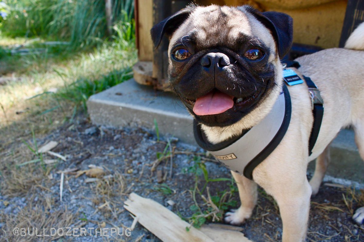 BulldozerthePug's tweet photo. I’m looking for artists (amateurs and kids encouraged) to draw or paint me, Bulldozer! My parents will send some of my gear to anyone who submits good artwork of me! So, please make some art or retweet to help me find other artists. #drawme #artcontest I LOVE YOU https://t.co/w7CP9PBymx