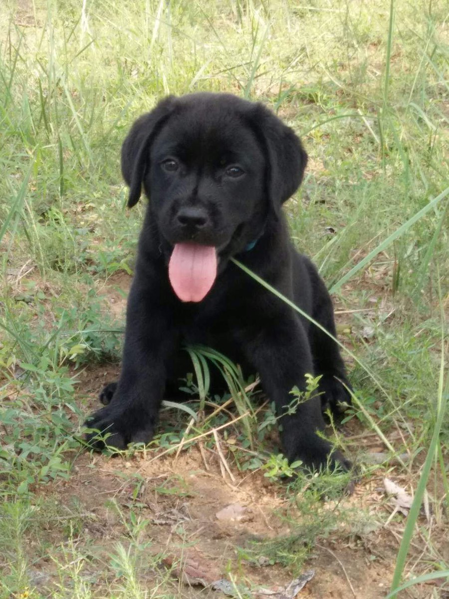 Purebred double blood Labrador,  so cute.  Come here!