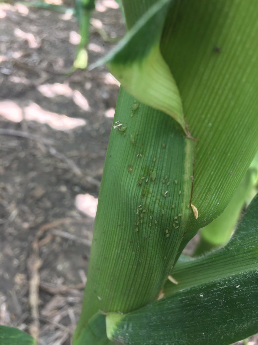ClaytonCrops's tweet photo. Spotting numerous clusters of corn aphids throughout fields in Northeast Iowa this week. https://t.co/FHxOSKVpLk