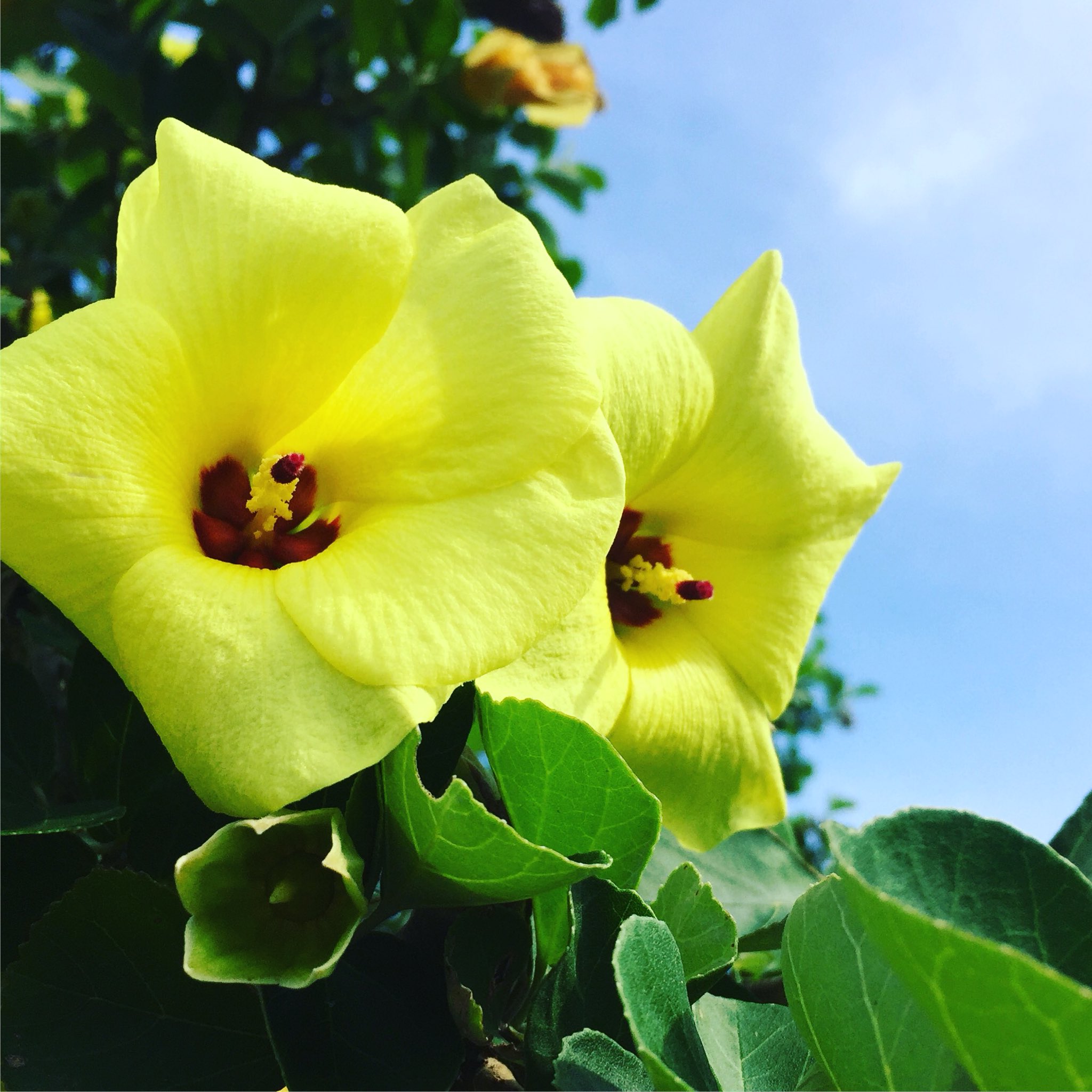 レモン色の花 Twitter Search Twitter