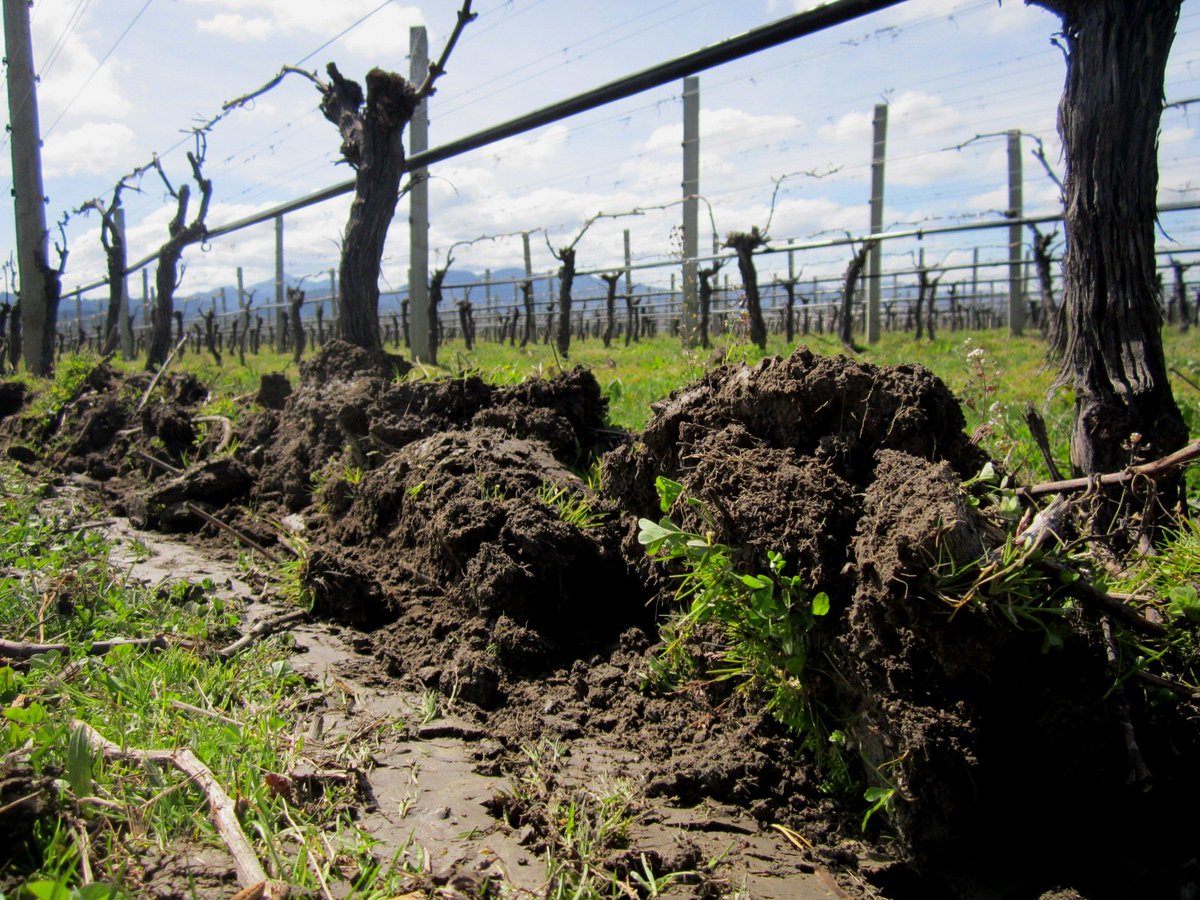 To all #nzwine growers: Need some trusted advice on how to tackle #organic undervine weeding? Help is available. Applications are open now for our mentoring programme. organicwinenz.com/mentor-program…