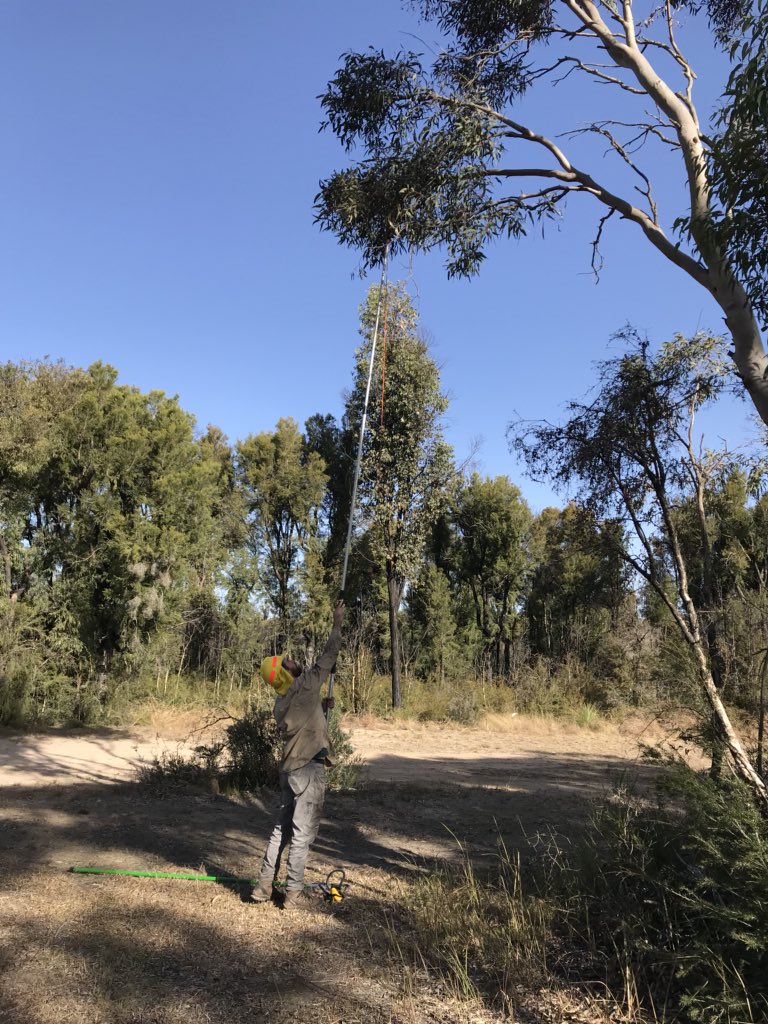 jwwhale's tweet photo. Successful field trip collecting Eucalyptus parramattensis subsp. decadens from a variety of soil types in the Hunter Region with @DNAprymer @westernsydneyu @westsyduhie #phdlife #westernsydneyu #biology #adaptivegenetics https://t.co/ZScqxcEEO8