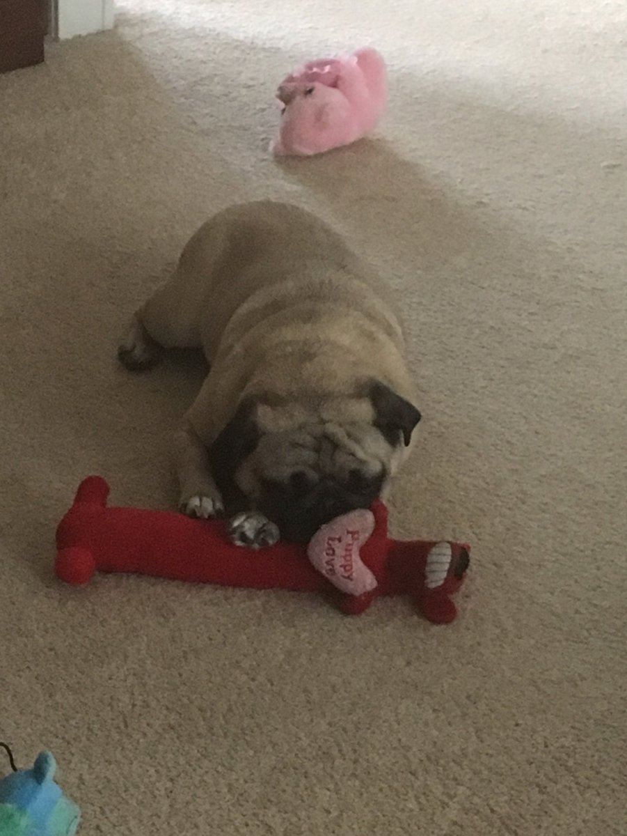 PebblesPug's tweet photo. Toys tire me out https://t.co/4AqBK0zQvc