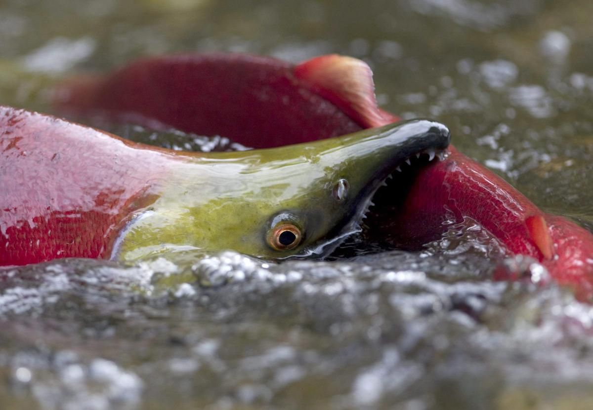 Warm water threatens what should be bumper year for Fraser River sockeye. 14 million sockeye forecast to return, but may be as low as 5 million. ow.ly/4b3T30l0RjV #wildsalmon #connectedwaters