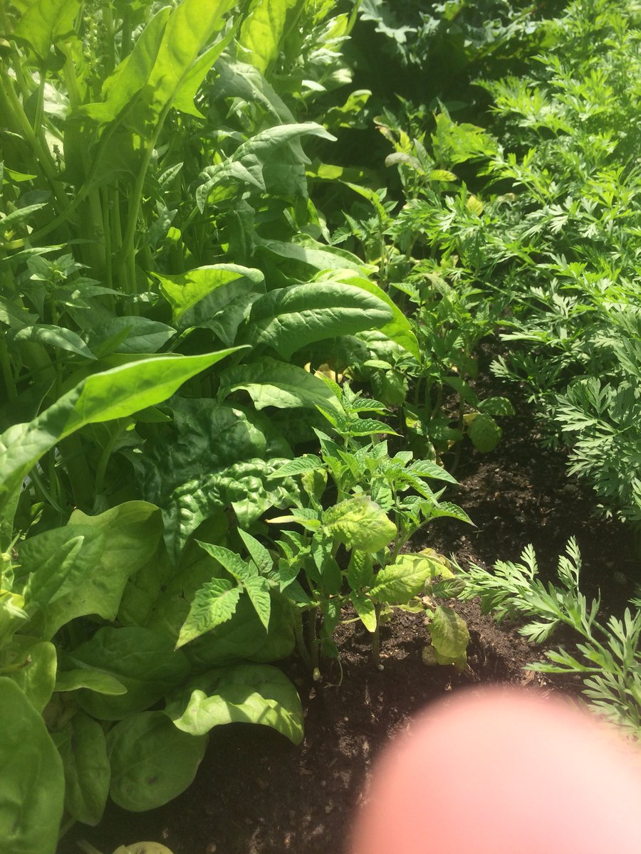 b_paddock's tweet photo. Well @Tombainescbe grade 7 Science 🐍. Here are some of 7-09’s tomato plants almost a month after I planted them in the #harvesthills community garden. #yycbedu #cbedu @yyCBEdu https://t.co/nFXs5miBo4