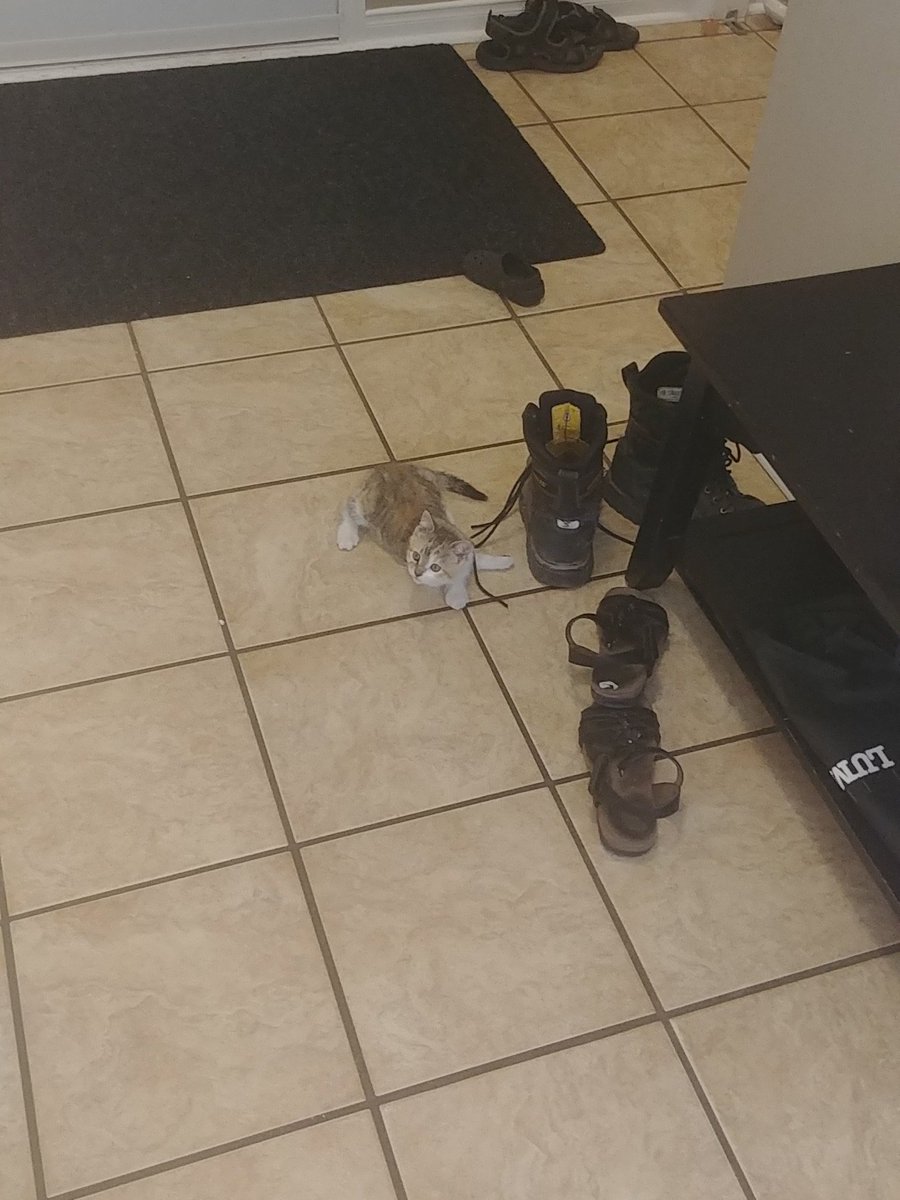 tenwattandrew's tweet image. Day 3 with #TinyCat:  the little creature has morphed into a cotton ball stuffed with razor blades.....