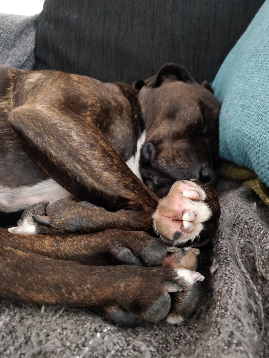 wilwainwright's tweet photo. @dog_feelings Bob snoozled today, all paws in one spot for maximum dreamy toe wiggles https://t.co/sWUftExmXN