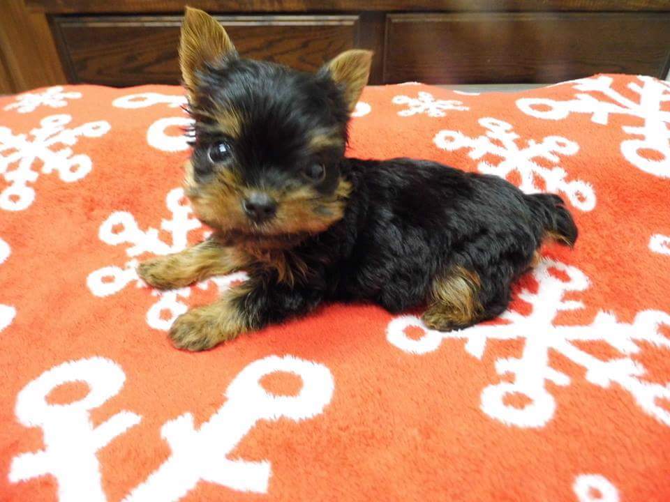 Luxury Yorkies (LuxuryYorkies) Twitter