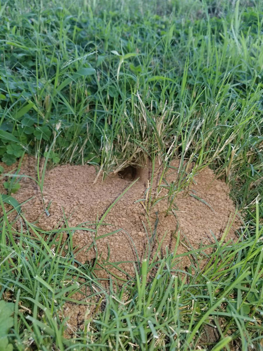 KeithMalinak's tweet photo. Somewhere deep in that hole is a beast of an insect just waiting to kick my ass. #YardProblems https://t.co/v4nnRaLrpB