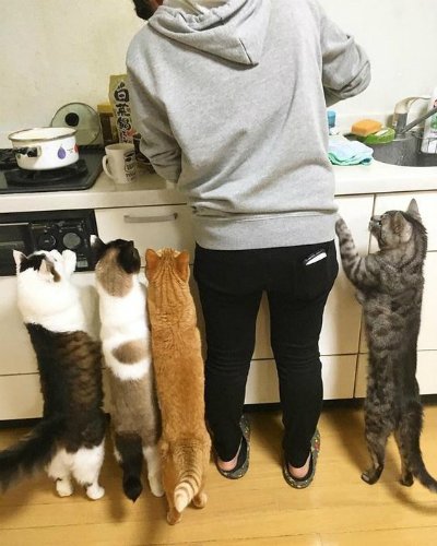 kittyworks's tweet image. C'mon #hooman!  U haz a line formin'!

#KitchenHelpers #cats