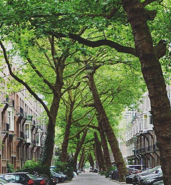With some 400,000 trees, Amsterdam is one of the leafiest cities in Europe. Wouldn't you just love to cycle under these leaning branches? 🌳 🚲 
Great photo by IG user: strizzi on our Instagram 👉 👉 👉 bit.ly/2Juhuzp