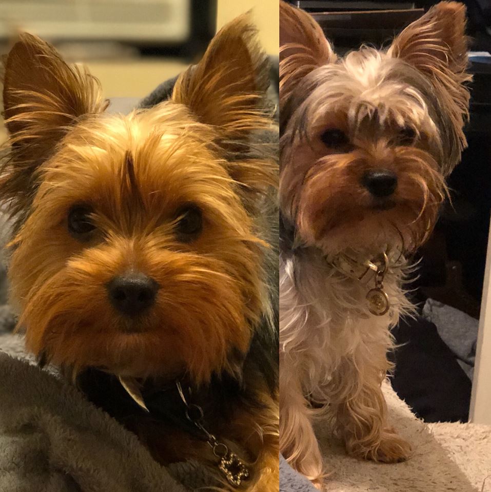 MorrisAnimal's tweet photo. LOST DOGS, #Philly. Owner desperately looking for two lost Yorkies. 
Last seen Friday 7/13 ~10.30pm on a double leash, Fairmount section on Poplar Drive. One boy, one girl (medical issue). Reward. Contact:  267-560-9136. Please RT to help them get back home! https://t.co/CX1Rn72xFS