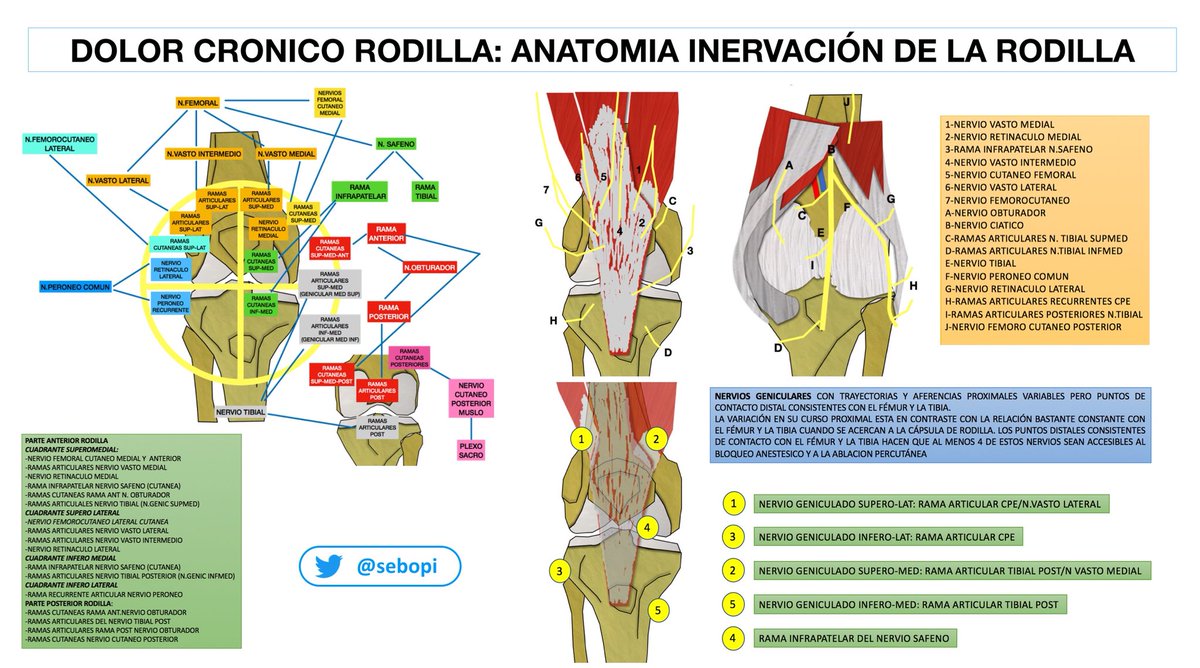 Tratamiento del #dolorcronico de #rodilla mediante bloqueo/rf nervios geniculados. La distribucion de la inervacion de la rodilla es compleja y variable. Estos esquemas pueden ayudar!