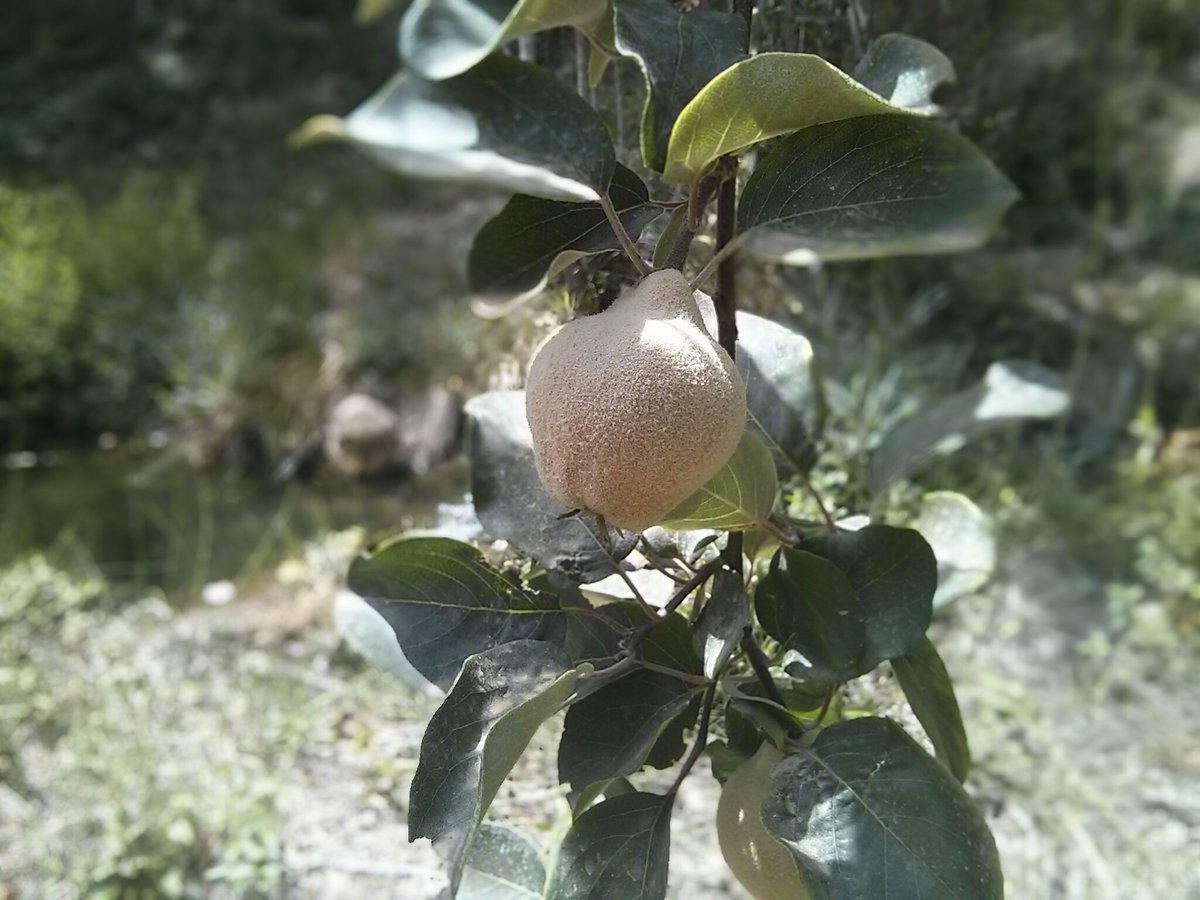 ainas_s's tweet image. A la vora el riu. Millor dit... A mètres del riu. La neteja del riu ens mostra arbres i fruits com aquest. #codony #RiuDeSella