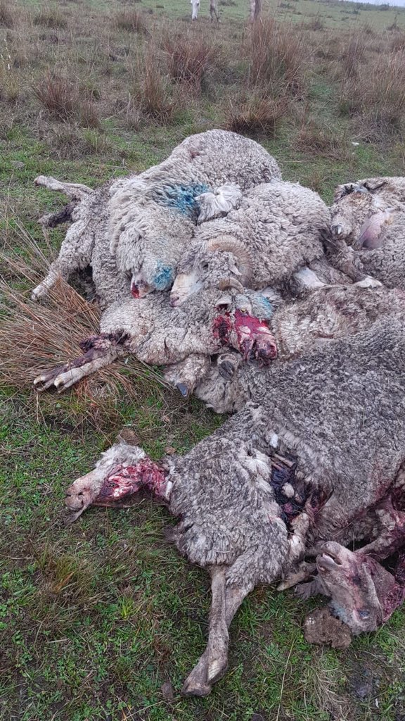 federacionrural's tweet photo. Esta vez le toco a la majada de un productor Salteño... solocitamos una vez mas medidas concretas para controlar población canina https://t.co/qQ6gMkNJNS