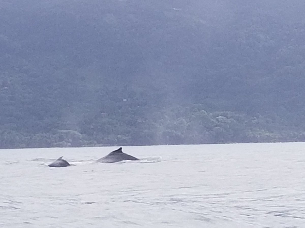 imagebycathy's tweet photo. Not every day can you see a mama and baby humpback whale. #BahiaAdventures #truenaturetravels #LaCusinga https://t.co/8VIO5mqmDv