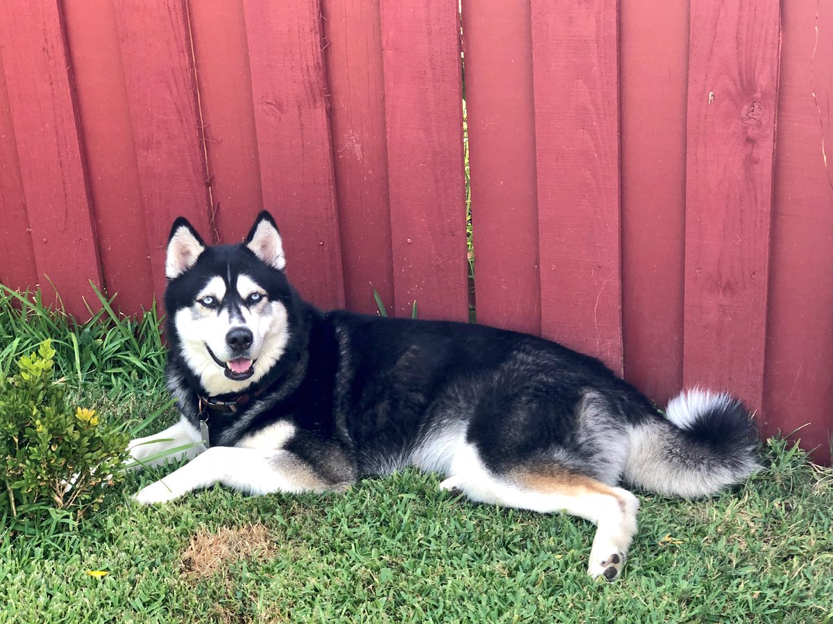 Aftern♥️Pals! Here we r waiting 4 Mummy 🙃Now it’s our turn for posing this VIDA 
L🔥CA!! Dallas 103 Fireeee!! @dogcelebration #huskies #SiberianHusky #mydogs #dogsarefamily #dogsarejoy #wednesdaydogs #huskiesfeeling #doglover #mydogiscutest #lovemydogs #mydogsmybff #dogslife