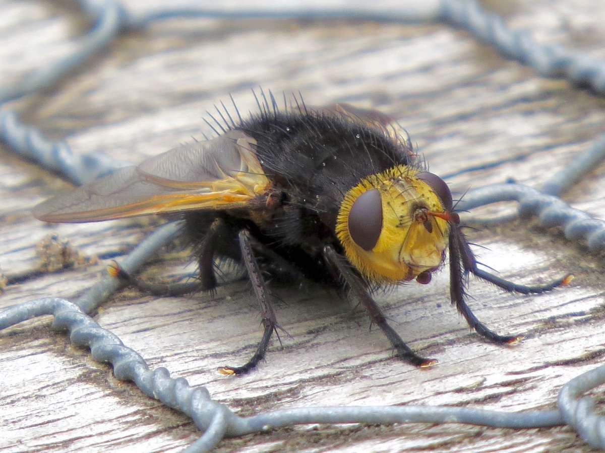 Tachina grossa, Ainsdale NNR, 18.7.18. One of my favourite insects. This was a massive individual, even for such a large species as T.grossa,  this was a monster! @TheSeftonCoast #Tachinids #BloodyBigFly