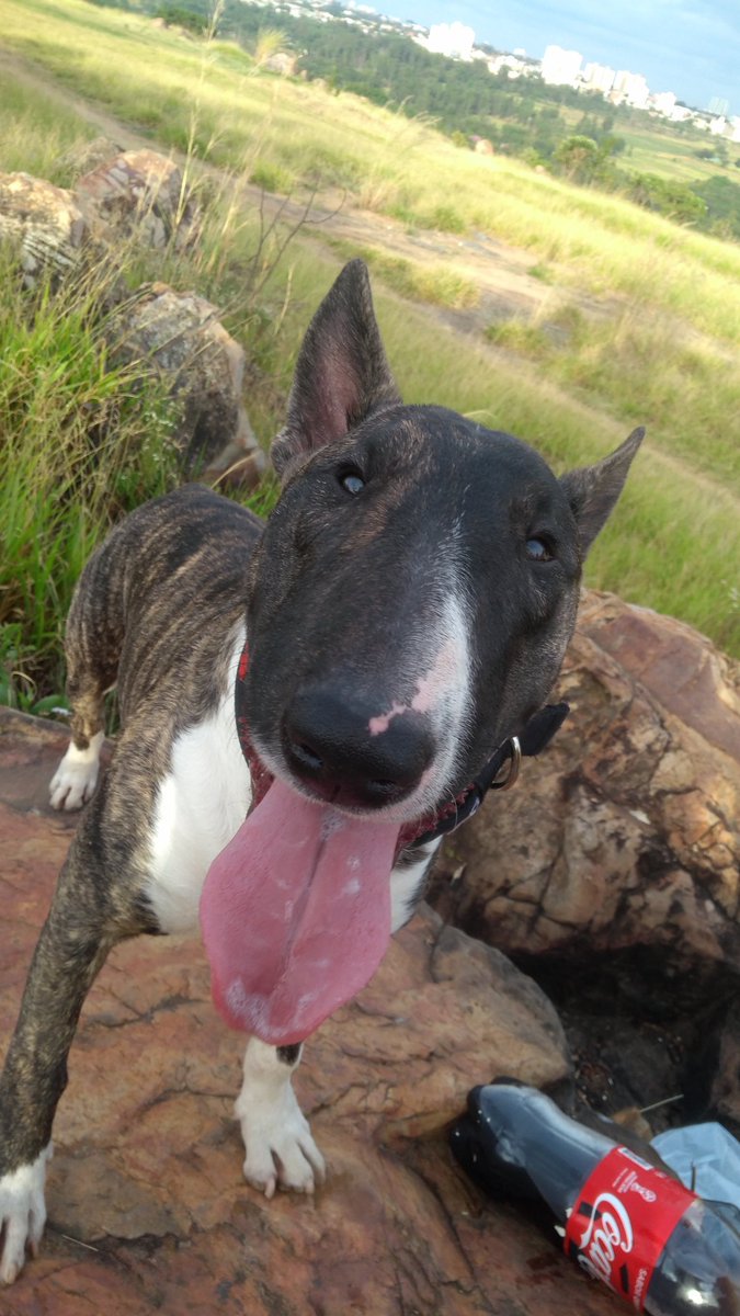 MthsSilva1's tweet photo. My dog😍🐶 #Bullterrier https://t.co/BhY4uPKGUD
