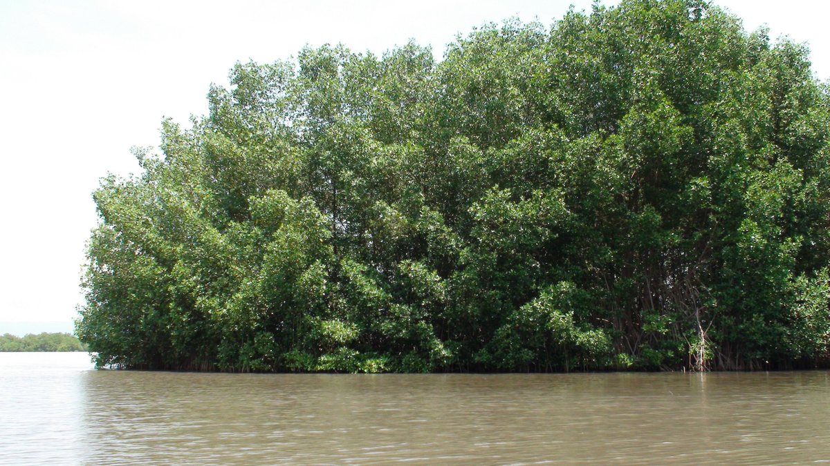 Mangle_Blanco's tweet photo. Next 27 July, we will return to #ElUnoBay #Turbo to celebrate #WorldMangroveDay and passing the message on #humanitarianmapping of wetlands and fishing communities to build resilience and #OceanAction. Thanks to @youthmappers #ResearchFellowship and @hotosm #Microgrant2017 https://t.co/4IZ0RoGTeF