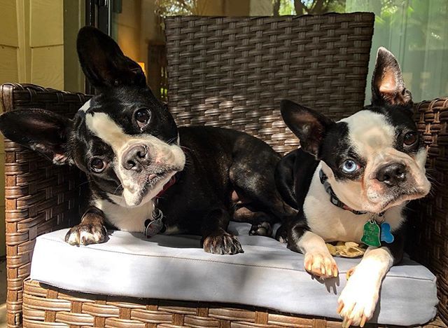 rickpumphrey's tweet photo. What’s a Tour Day France? #tdfdogs #tourdefrance2018 #tourdefrance #dogsofcycling #bicycledog #tricycle #cycling #whatdogsdo #bostonterrier #bostonsofinstagram #dogsofinstagram #dog #doglover 📷: @tpumphrey_atx https://t.co/2R8Uwy7vR6 https://t.co/lNaNR2CXRc