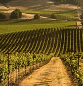 The beautiful art for growing grapes and cultivating wines. It can be a spiritual experience.