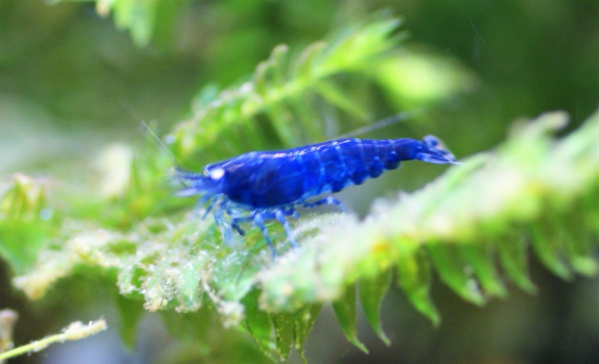 greentarade's tweet photo. Happy Shrimp ! #RoyalBlueTiger https://t.co/cNkfd1PhA8