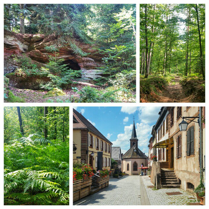 TrekkingPlanet's tweet photo. GR53 Day 5: Today's 10.5 miles of terrain has changed from steep climbs to more rolling hills and from castle ruins to fern-filled forests. Staying in the cute town of La Petite-Pierre tonight. One more hiking day to go! #TrekkingEurope #GR53 #France #KeeponTrekking https://t.co/PKx0zYHWMx