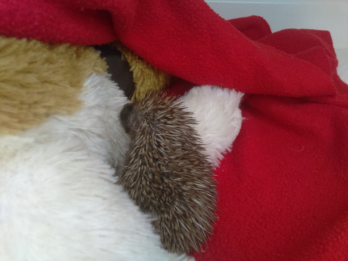 hoglet cuddling teddy bear mum