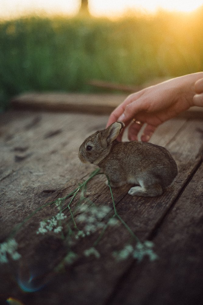 neringaruke's tweet image. Slow life in countryside farm. Slow fashion.
#SlowDown #slowliving #slowfashion #consciousness #life #rabbit #rabbits #nature #farmlife #naturelovers #farming #livingmybestlife #sunset #rabbits