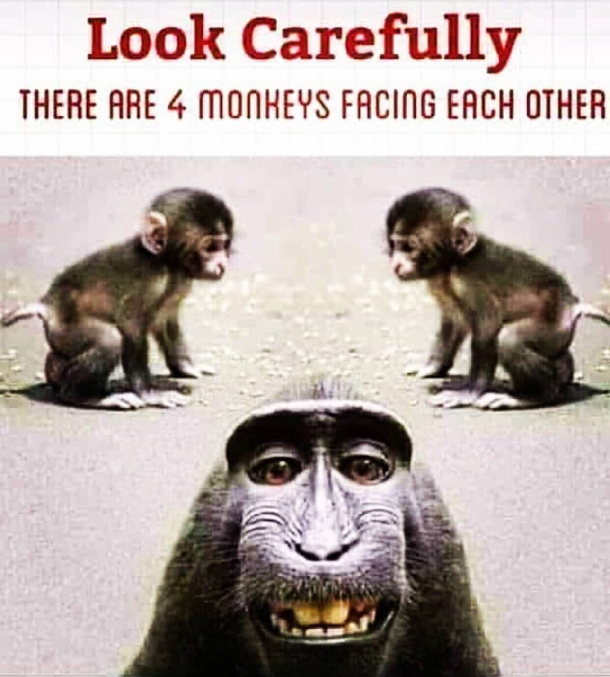 Monkeys are weird. : r/memes