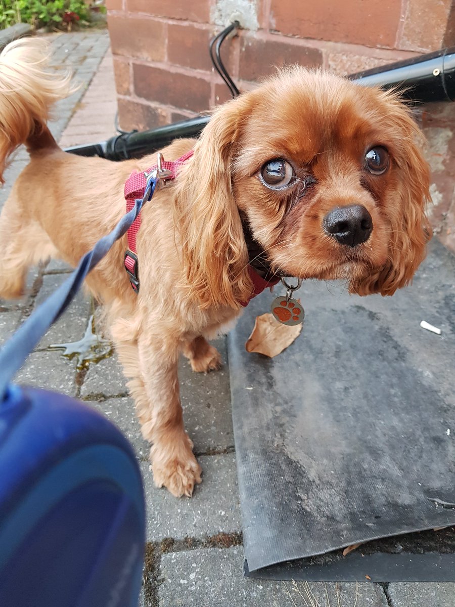 HenryDoggo's tweet photo. I had my fur cut today! Yes, I am doing a wee in this photo. https://t.co/JgOgQb8Sxy