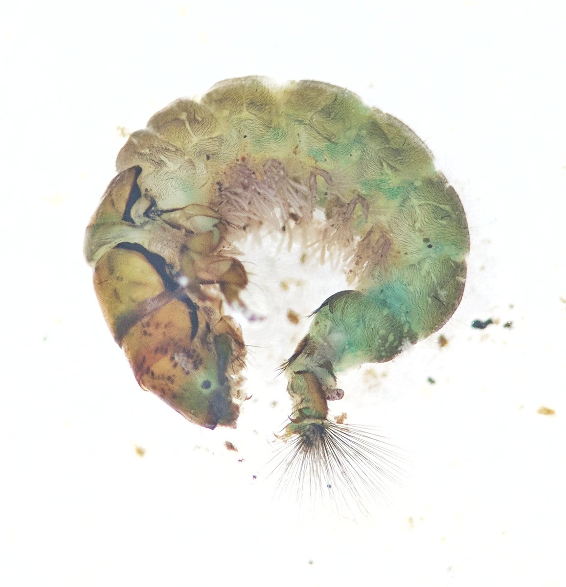 ento_ben's tweet photo. Another awesome #caddisfly from #Madagascar at the @GBIF #AFRESH_IO workshop! This time family Hydropsychidae. https://t.co/9tFvrJbbq7