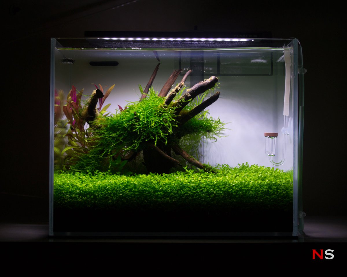 NanoScaper's tweet photo. The Monte Carlo in this nano Ryoboku tank is starting to look better. | 12L Nano Ryoboku Tank "Redwood" - Week 16 #ryoboku #aquascaping https://t.co/1EaOIfn0z8 https://t.co/EtEsMuKfxd