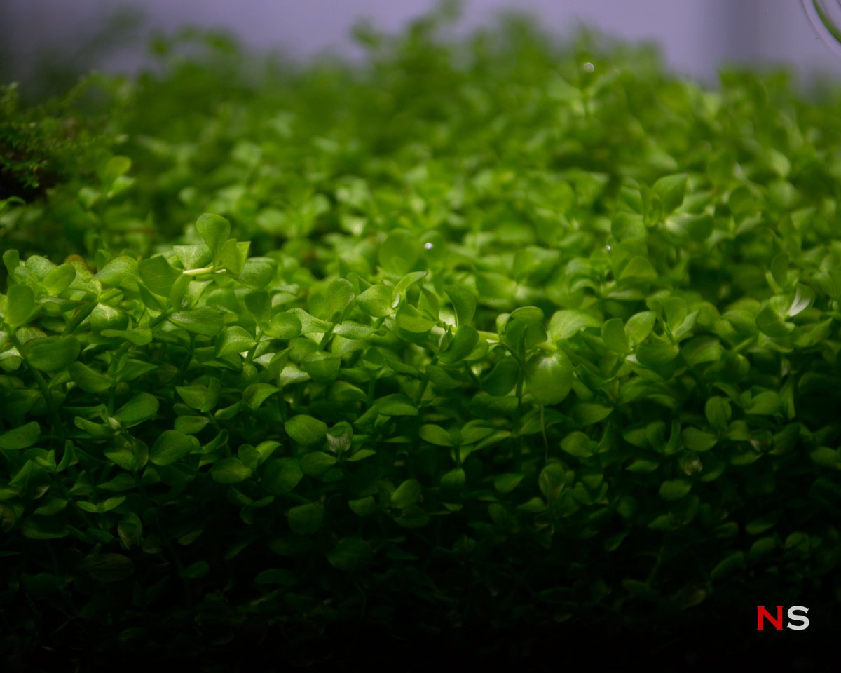 NanoScaper's tweet photo. The Monte Carlo in this nano Ryoboku tank is starting to look better. | 12L Nano Ryoboku Tank "Redwood" - Week 16 #ryoboku #aquascaping https://t.co/1EaOIfn0z8 https://t.co/EtEsMuKfxd