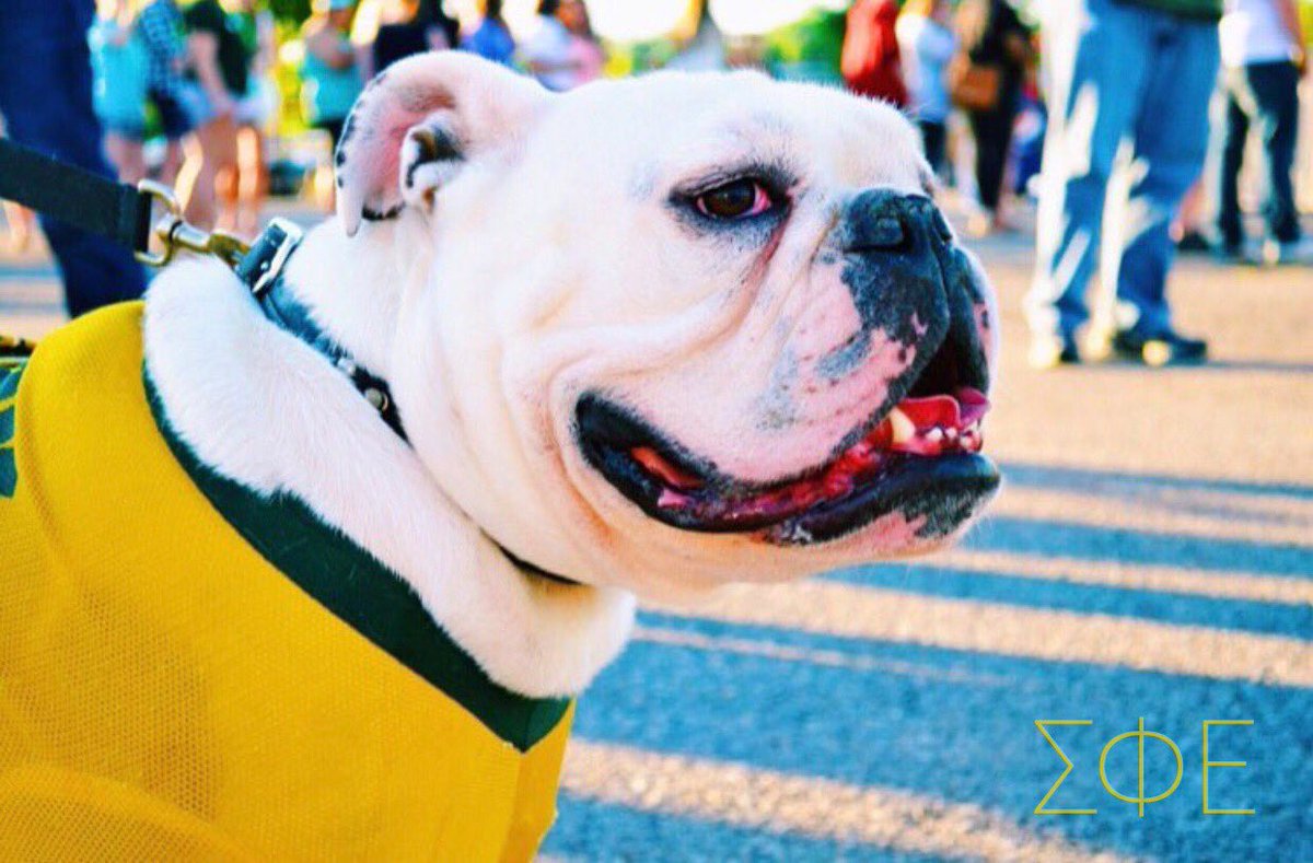 ATUSigEp's tweet photo. Happy belated birthday to our official Brother Jerry the Bulldog! He accepted a bid from us a few years back and he’s the best looking member in chapter!!! #VDBL #atujerry #jerrythebulldog https://t.co/ViiVrXmhVb