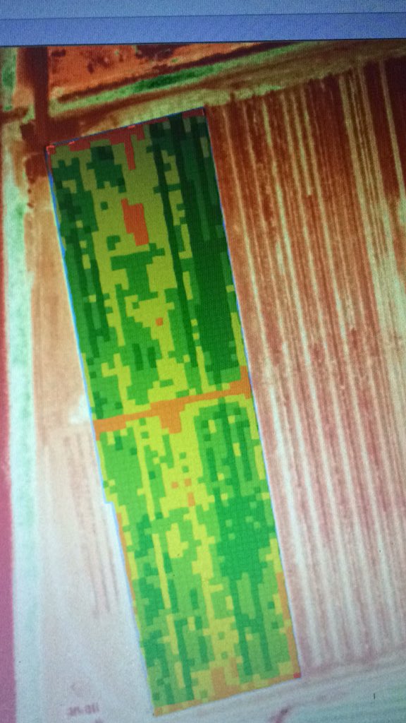 Ultra laag stikstof proefveldjes in perenperceel komen duidelijk in beeld met taakkaarten tool van <a href="/Dronewerkers/">Dronewerkers</a>