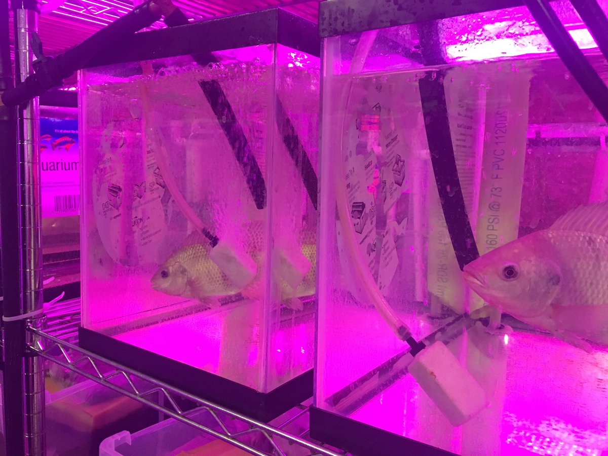 RWB74's tweet photo. Aquaponics at Lethbridge College.  Summer learning.  #saepsummercourse2018 https://t.co/bAls5yYvtf