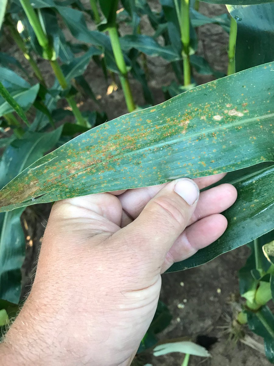 vanpelt_k's tweet photo. Southern rust confirmed on at least two farms in Conway County https://t.co/VNDAEtZvhv