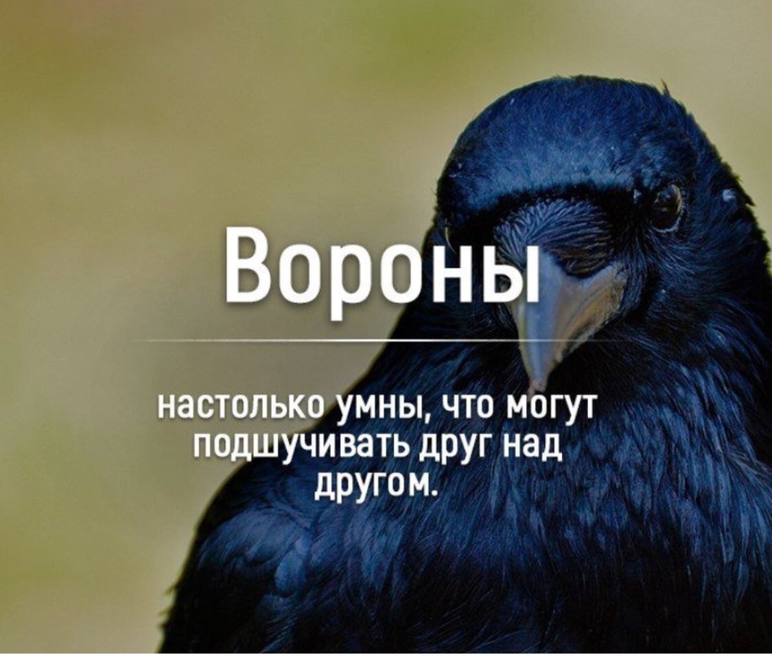 Цитаты про ворон. Черный ворон стих. Высказывания про белую ворону. Ворон цитаты. Вороны цитаты.