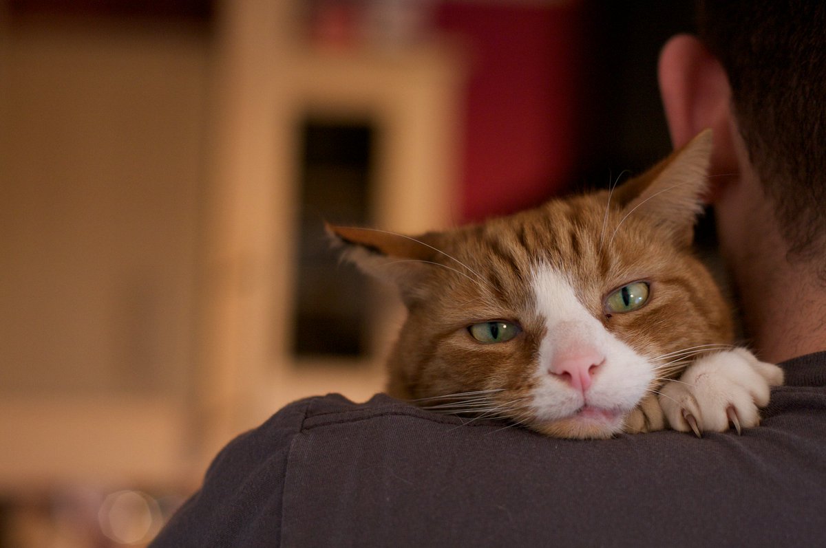 A ginger cat having a cuddle.