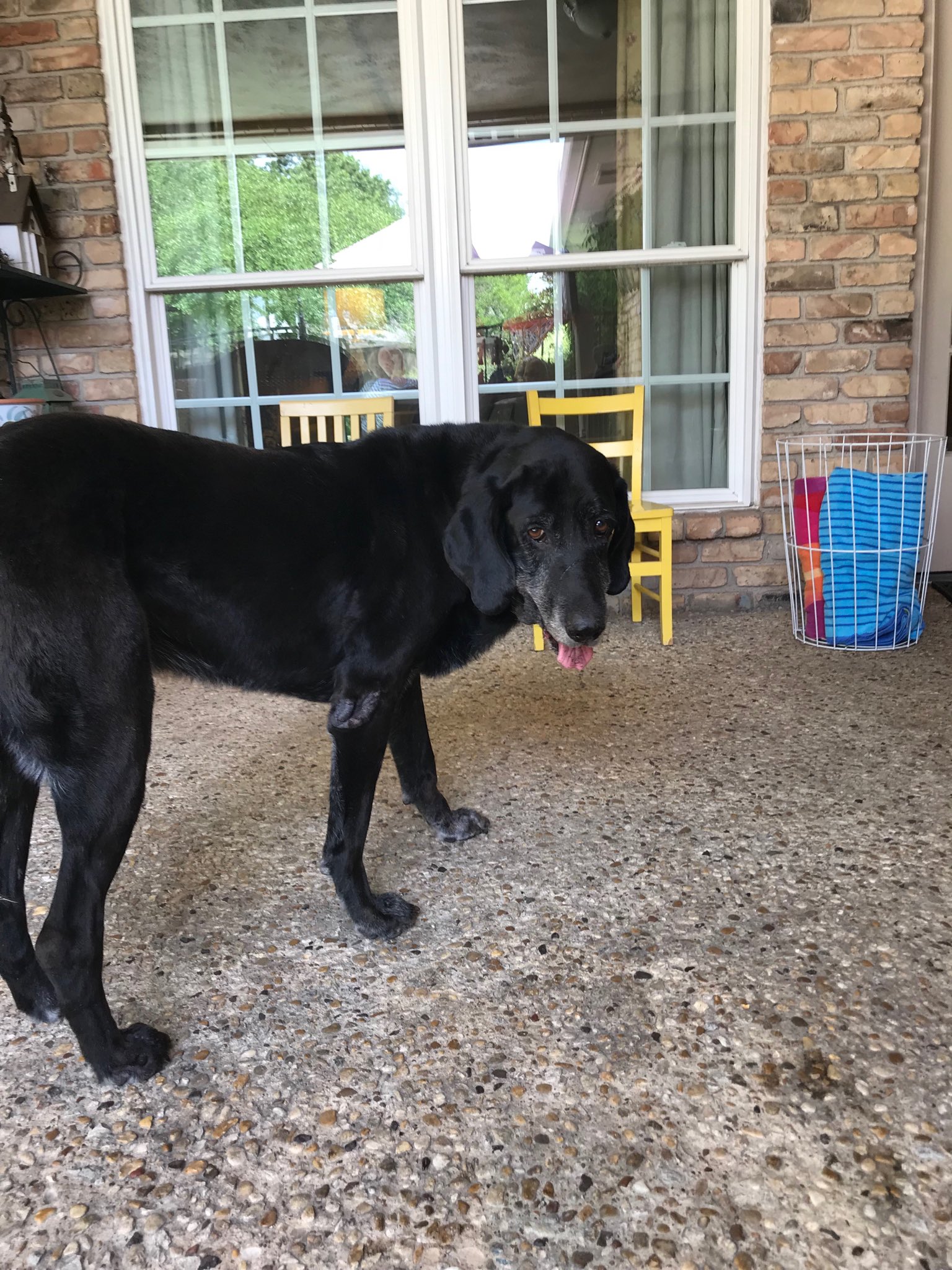 Black Lab And Bloodhound Mix atelieryuwa.ciao.jp